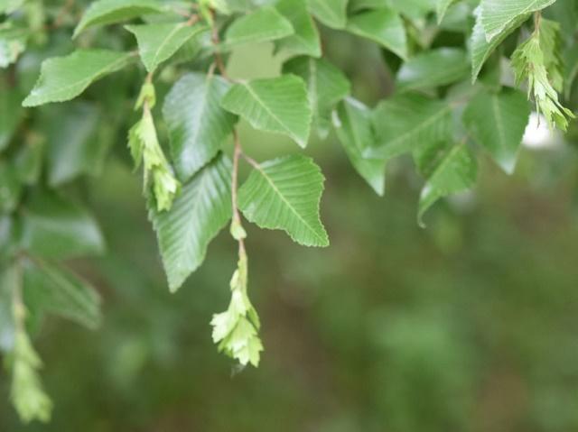 Korean Hornbeam Flower