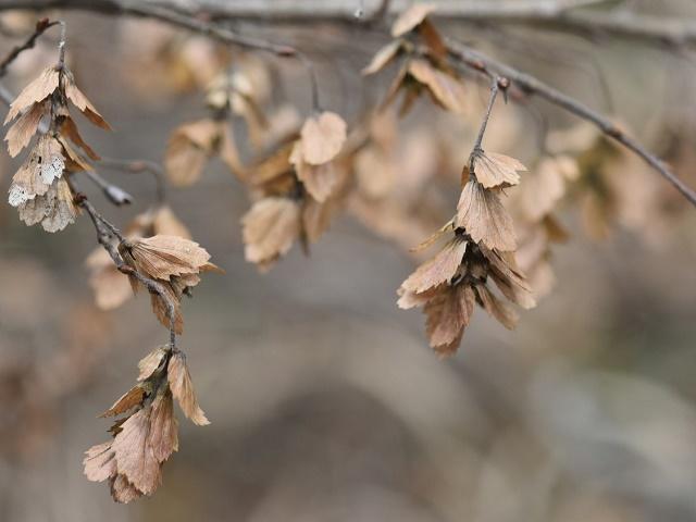 Korean Hornbeam Fruit