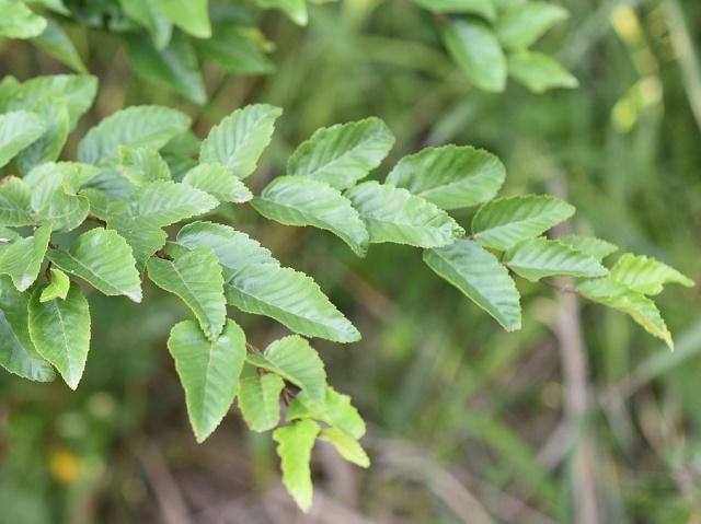 Korean Hornbeam Leaves