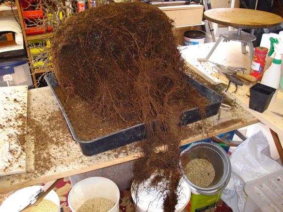 Korean Hornbeam Roots