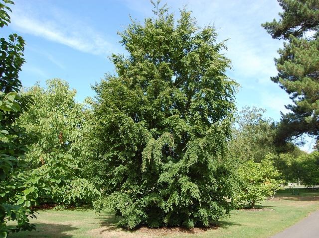 Korean Hornbeam Tree