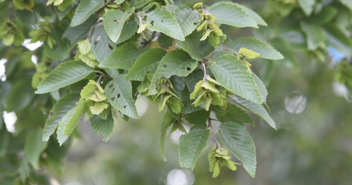 How to Repotting Korean Hornbeam