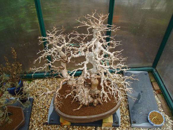 Korean Kornbeam Bonsai