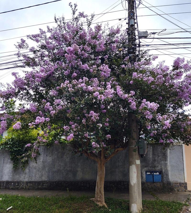 Lagerstroemia indica