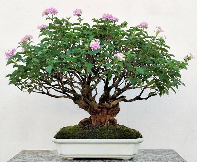 Lantana Bonsai