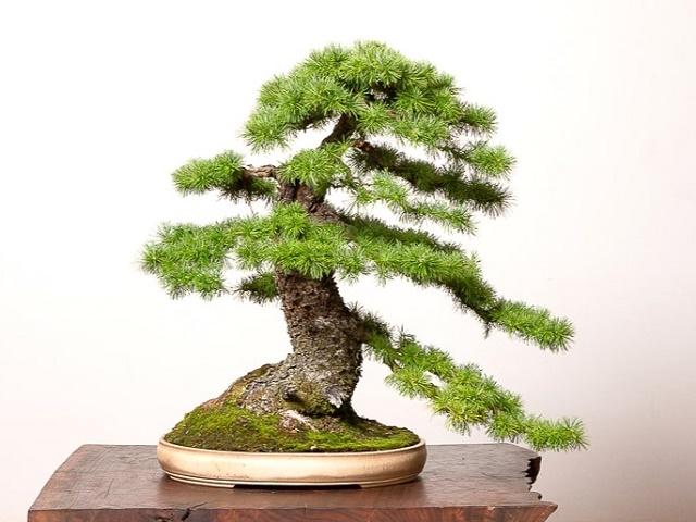 Larch Bonsai