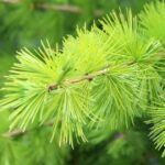 How to Repotting Larch