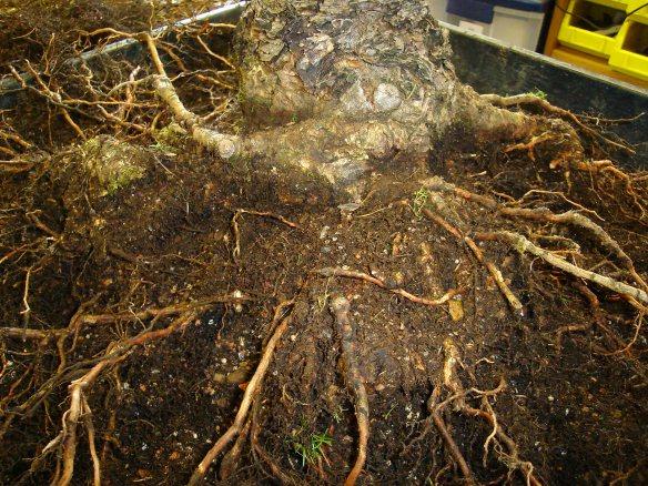 Larch root details