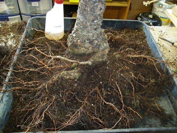 Larch root