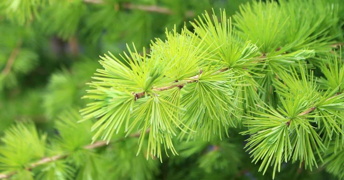 How to Repotting Larch