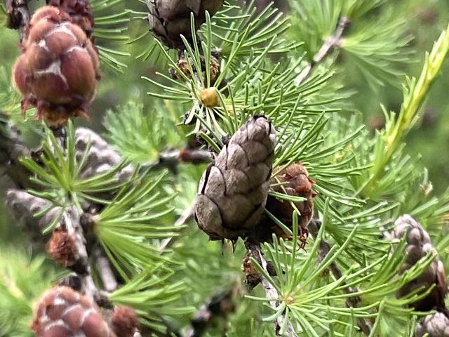 Larix sibirica Fruit