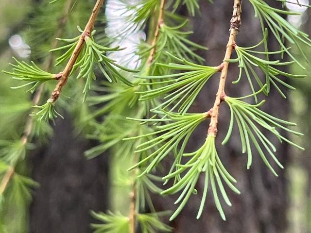 Larix sibirica Leaves