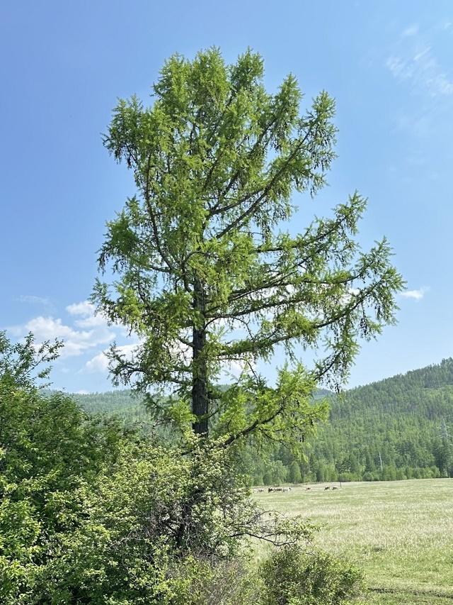 Larix sibirica Tree