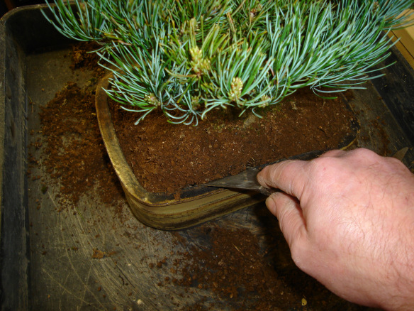 Lifting the tree from the pot