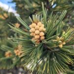 Limber Pine