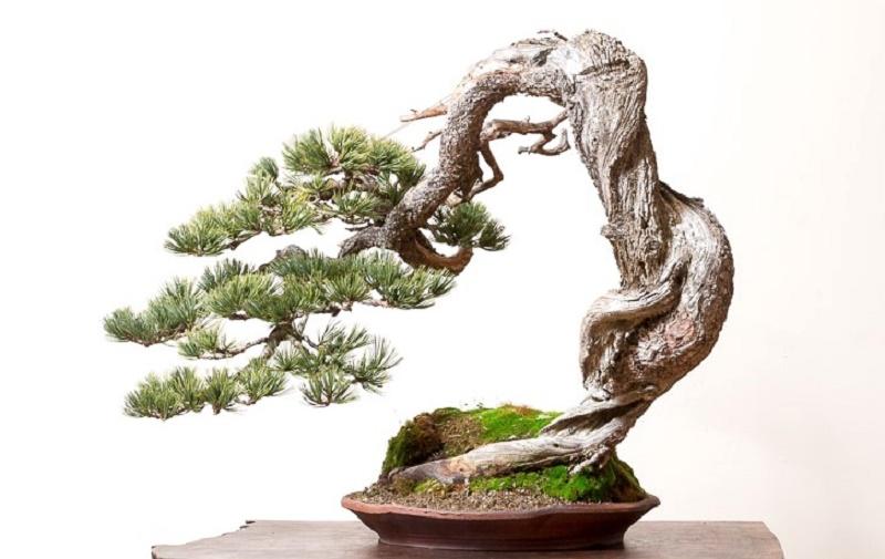 Limber Pine Bonsai