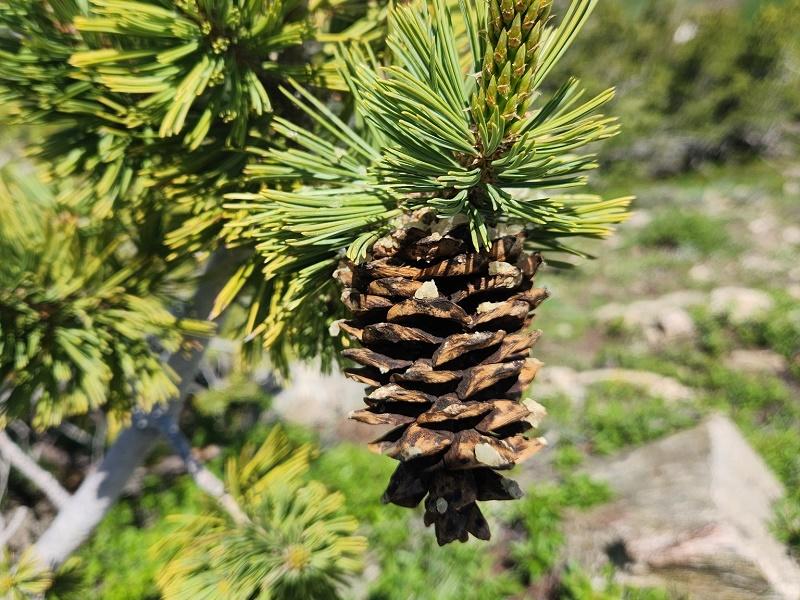Limber Pine Fruit