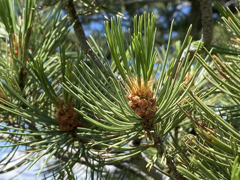 Limber Pine Leaves