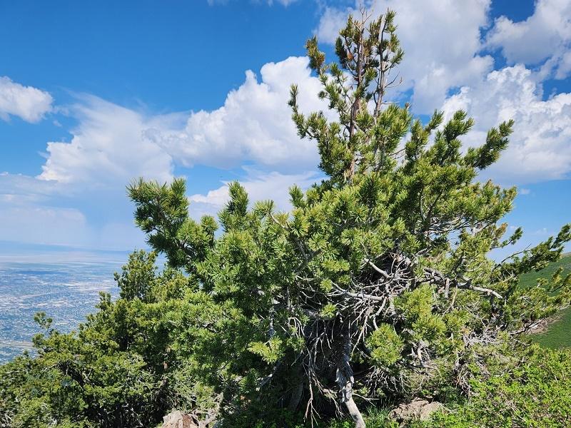Limber Pine Tree