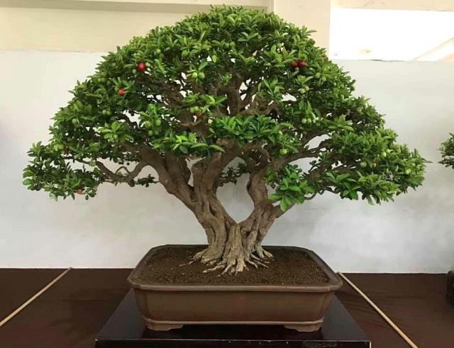 Limeberry Bonsai