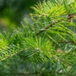 Lodgepole Pine