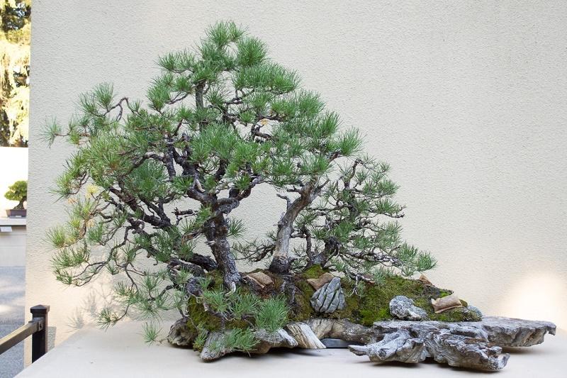 Lodgepole Pine Bonsai