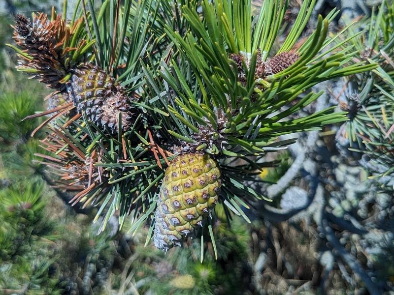 Lodgepole Pine Fruit
