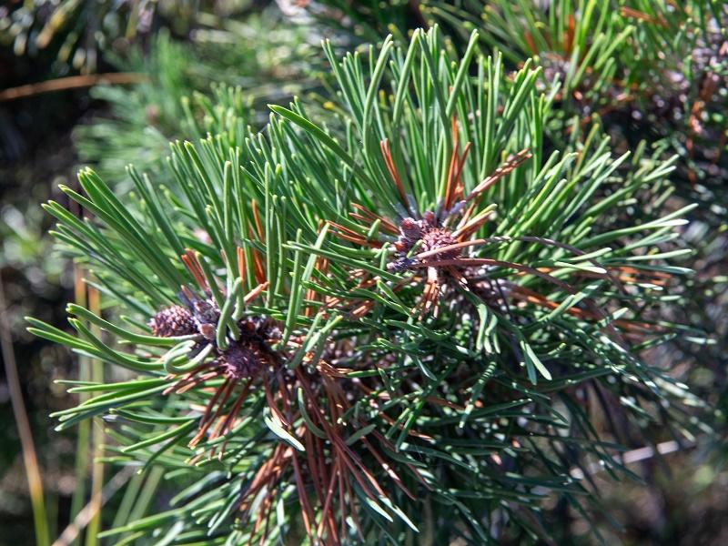 Lodgepole Pine Leaves