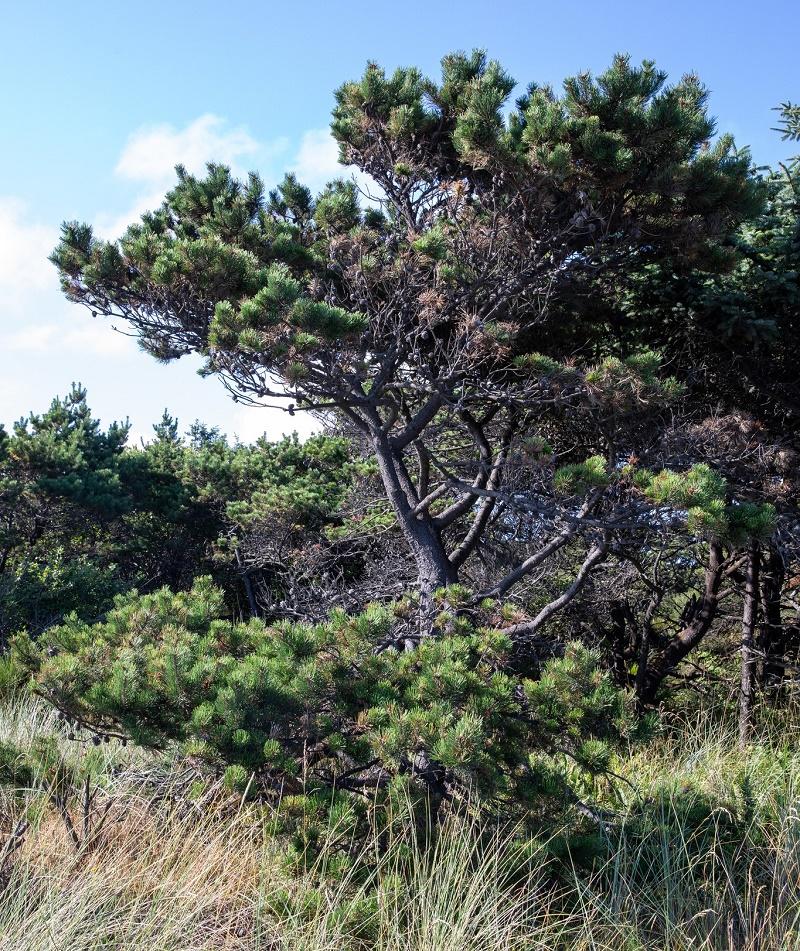 Lodgepole Pine Tree