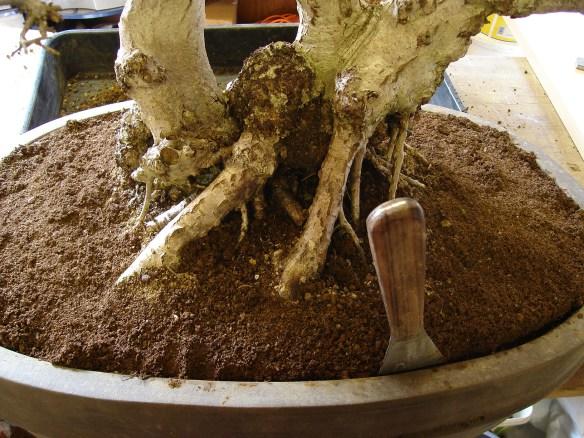 Loosen the soil from the pot