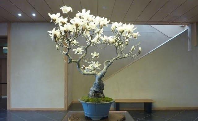 Magnolia Bonsai