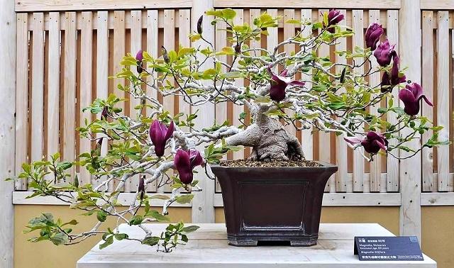 Magnolia Bonsai