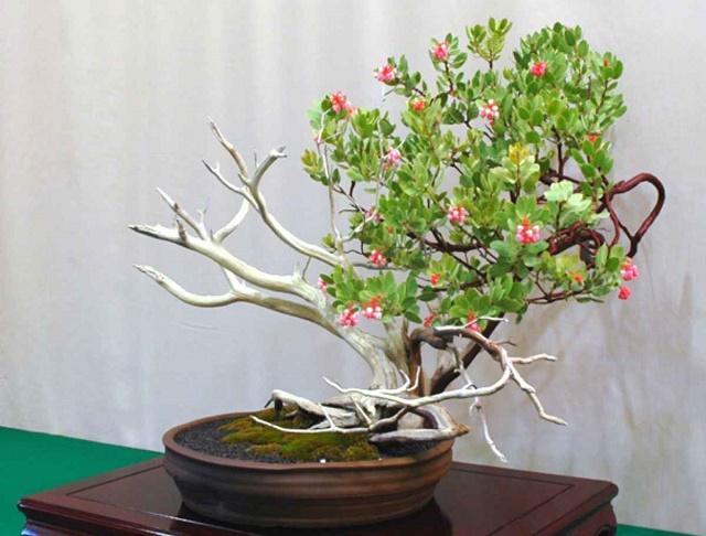 Manzanita Bonsai