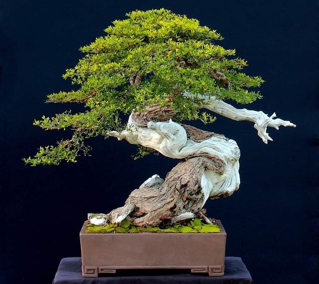 Ming Tree