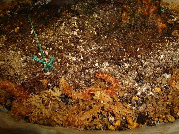 Mixed moss and soil