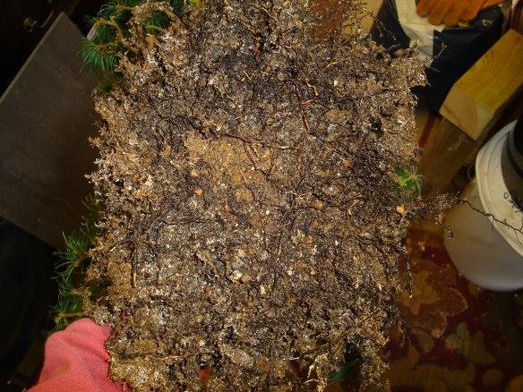 Monitor for dead roots