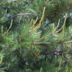 Monterey Pine