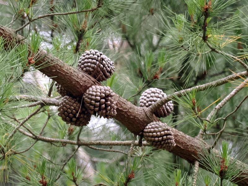 Monterey Pine Fruit