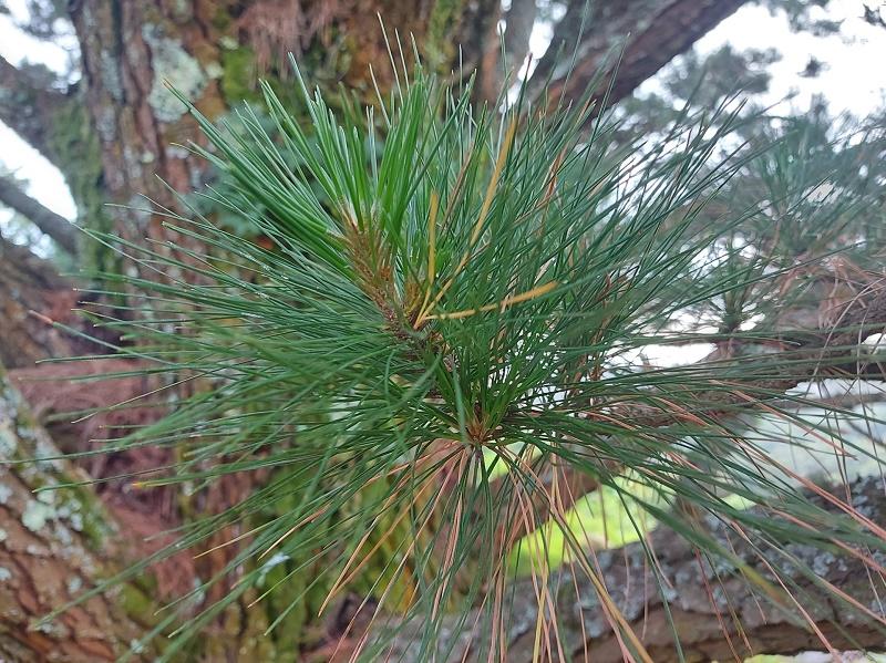 Monterey Pine Leaves