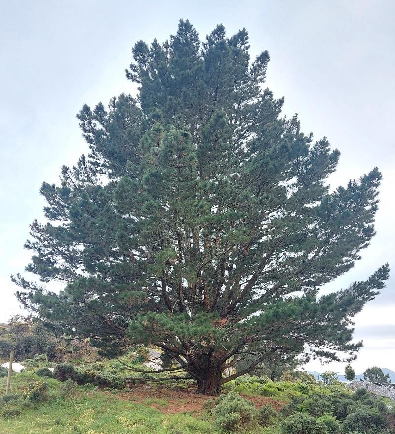 Monterey Pine Tree