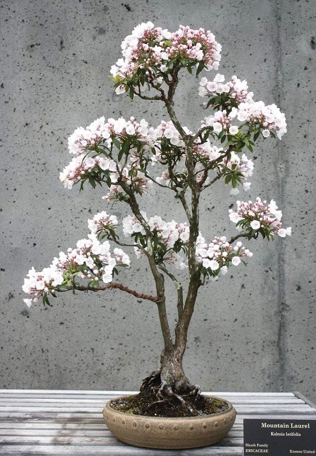 Mountain Laurel Bonsai