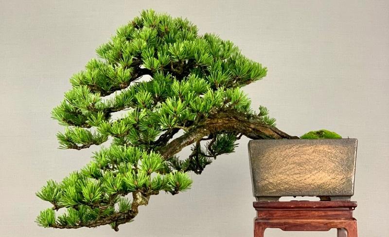 Mugo Pine Bonsai