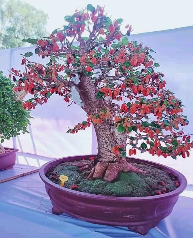 Mulberry Bonsai