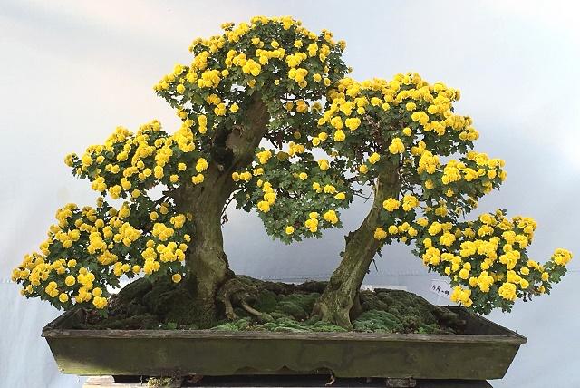 Mums Bonsai