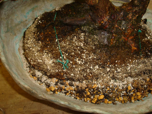 Mycorrhizal fungi