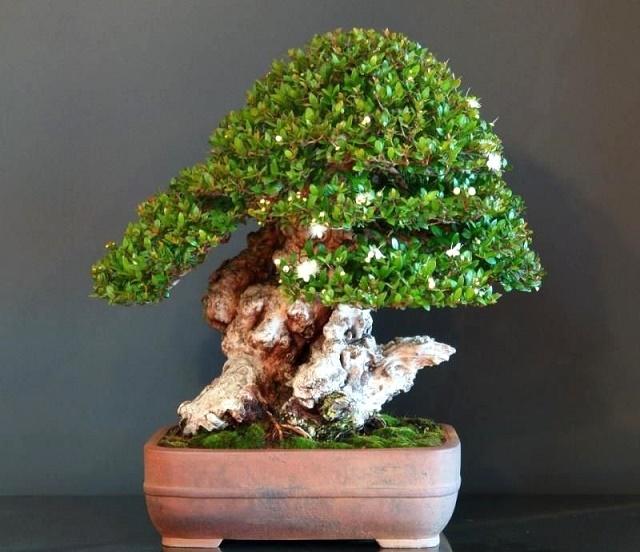 Myrtle Bonsai
