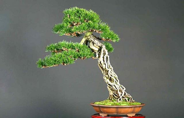 Neagari Bonsai Style