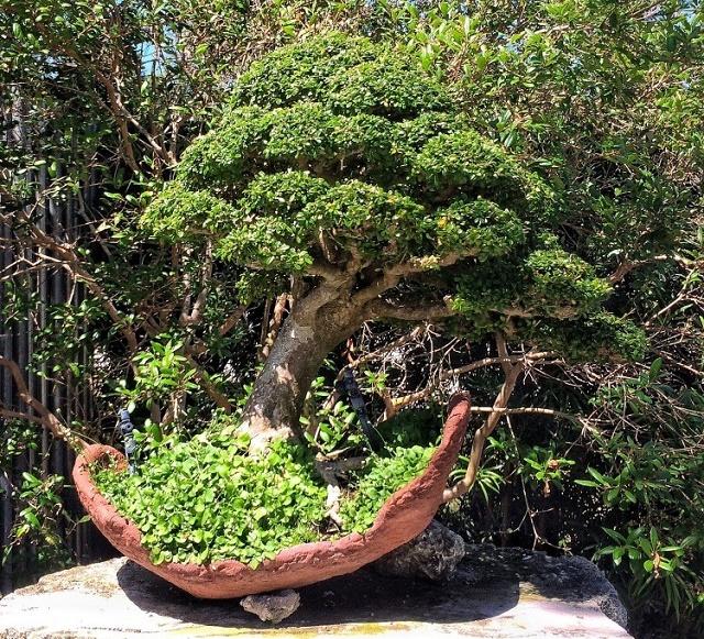 Neea Bonsai