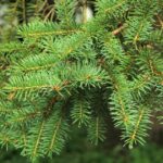 Norway Spruce