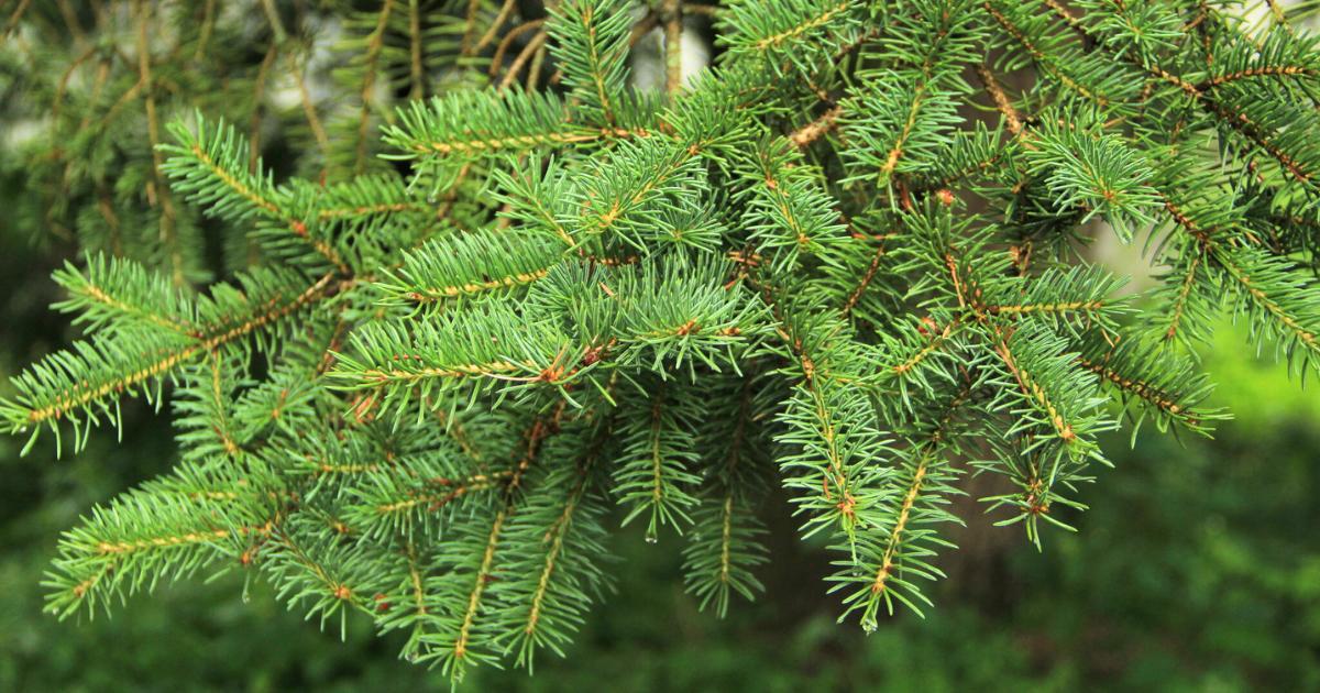 Norway Spruce
